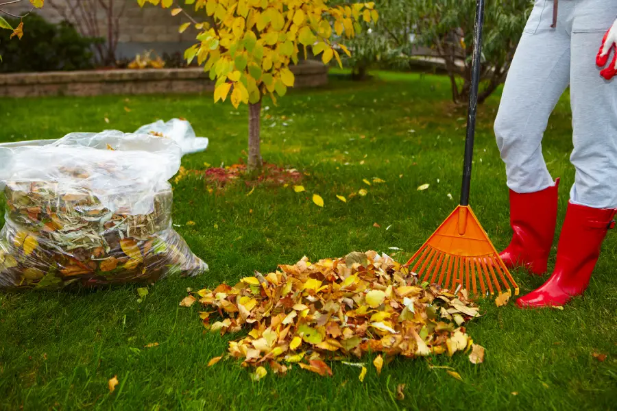 Expert Yard Waste Removal Tucson, AZ