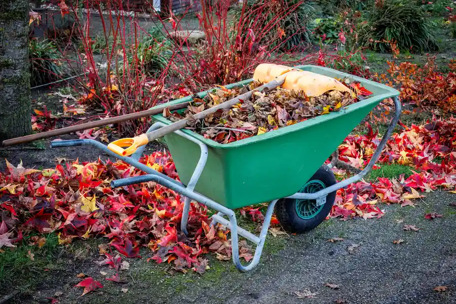 The Role Of Yard Waste Removal In Maintaining Curb Appeal Tucson, AZ